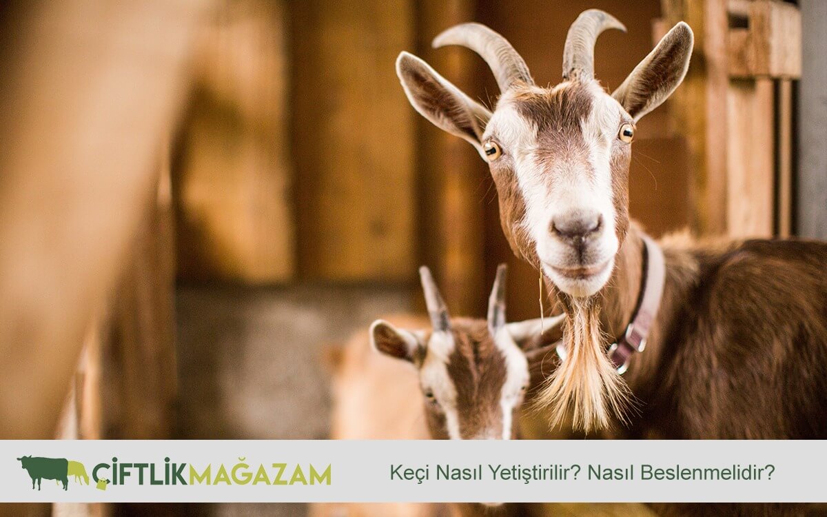 keçi beslenmesi