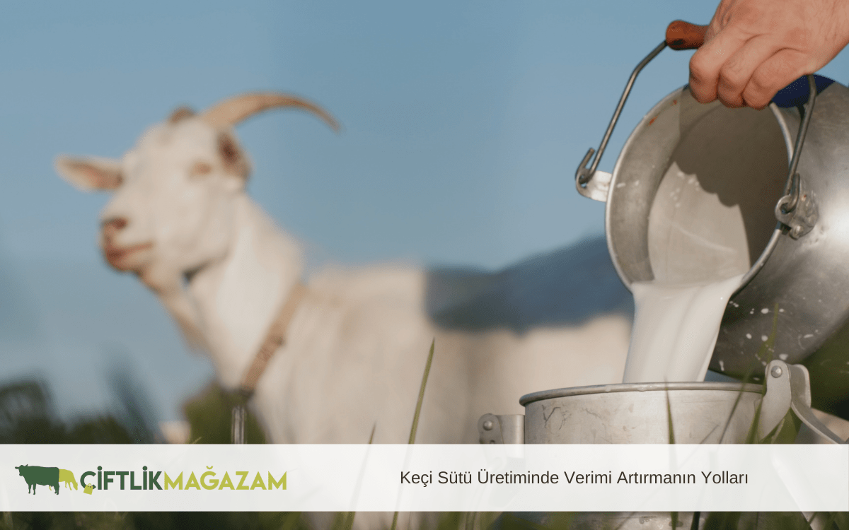 keçi sütü üretiminde verimi artırmanın yolları