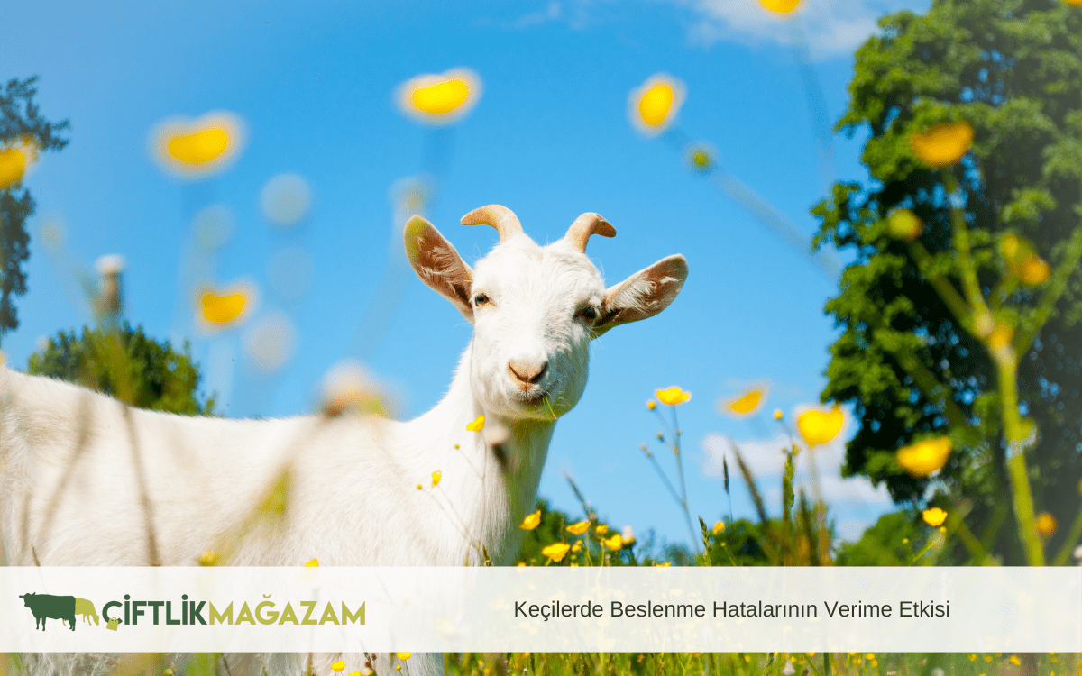 keçilerde beslenme hatalarının verime etkisi
