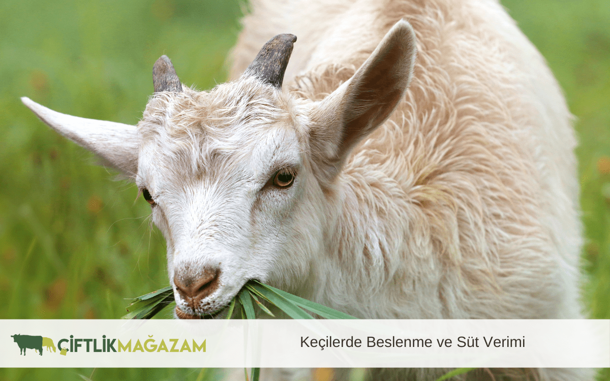 keçilerde beslenme