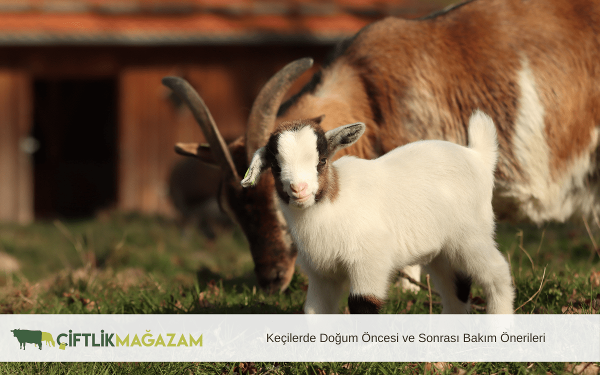 keçilerde doğum öncesi ve sonrası bakım