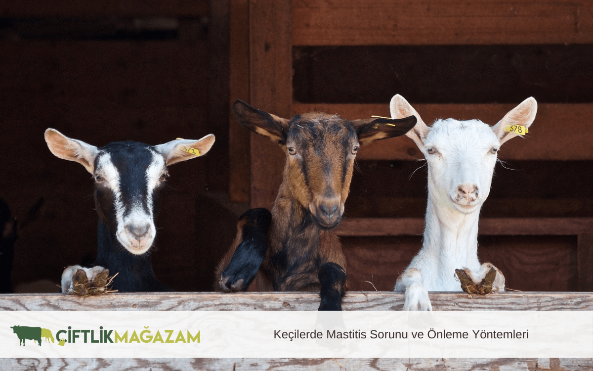 keçilerde mastitis sorunu ve önleme