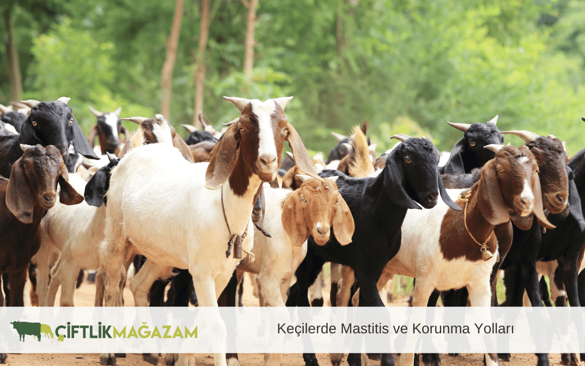 keçilerde mastitis ve korunma yolları