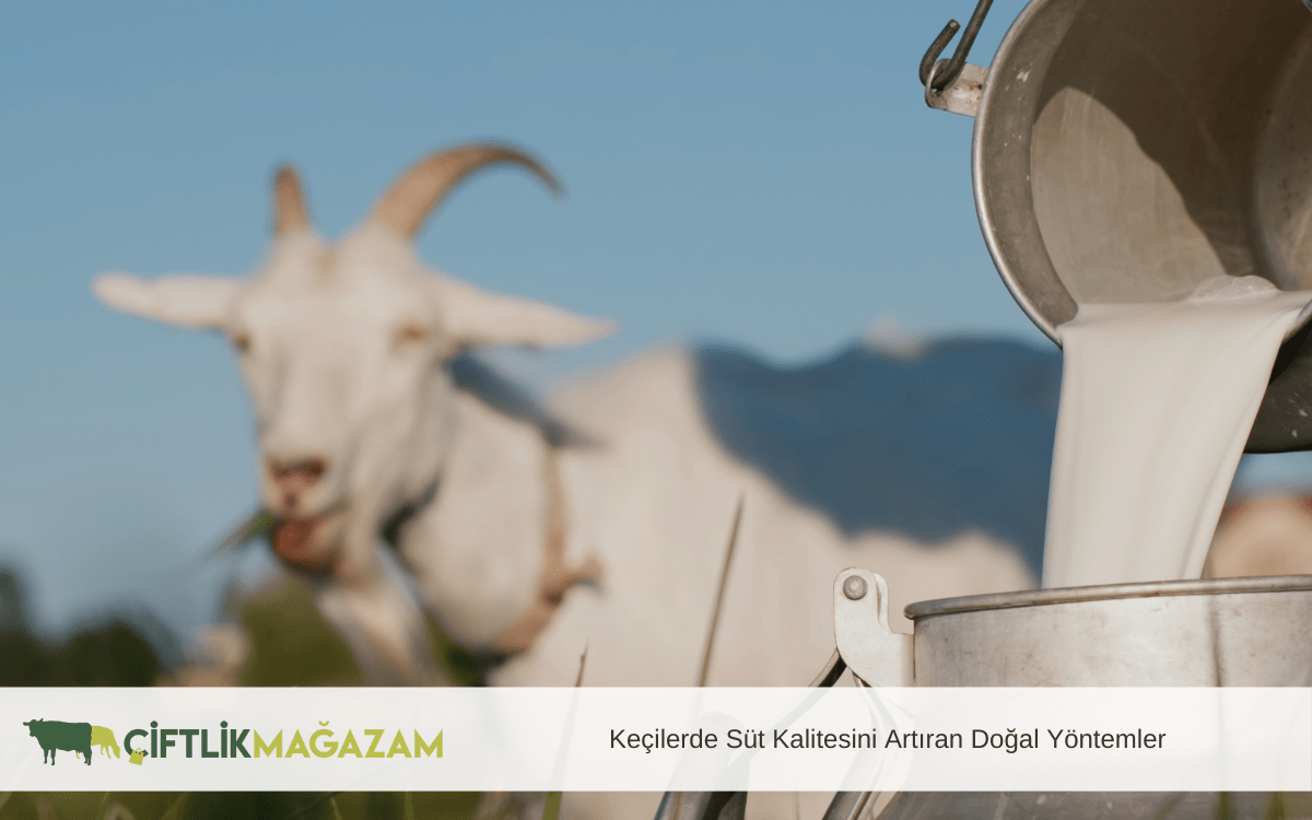 keçilerde süt kalitesini artıran doğal yöntemler