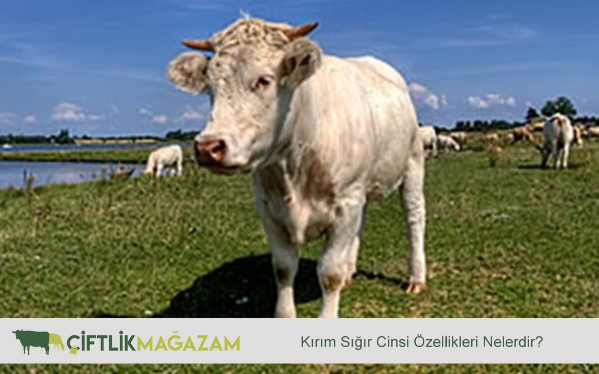 Kırım sığır
