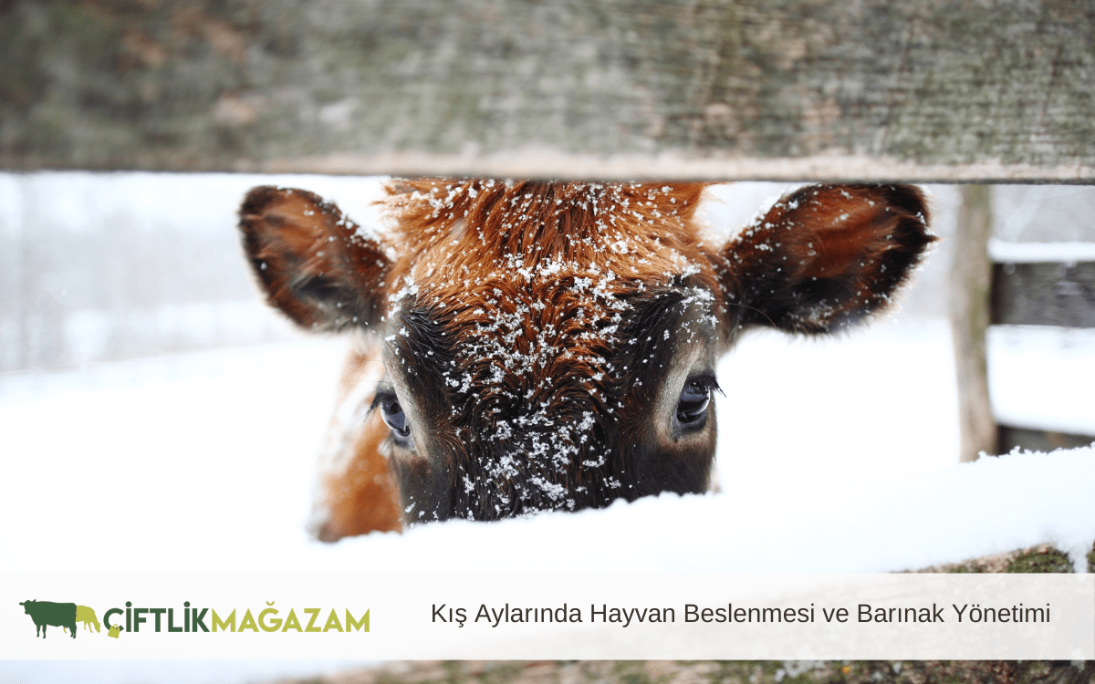 kış aylarında hayvan beslenmesi