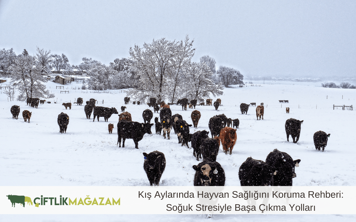 kış aylarında hayvan sağlığını koruma rehberi