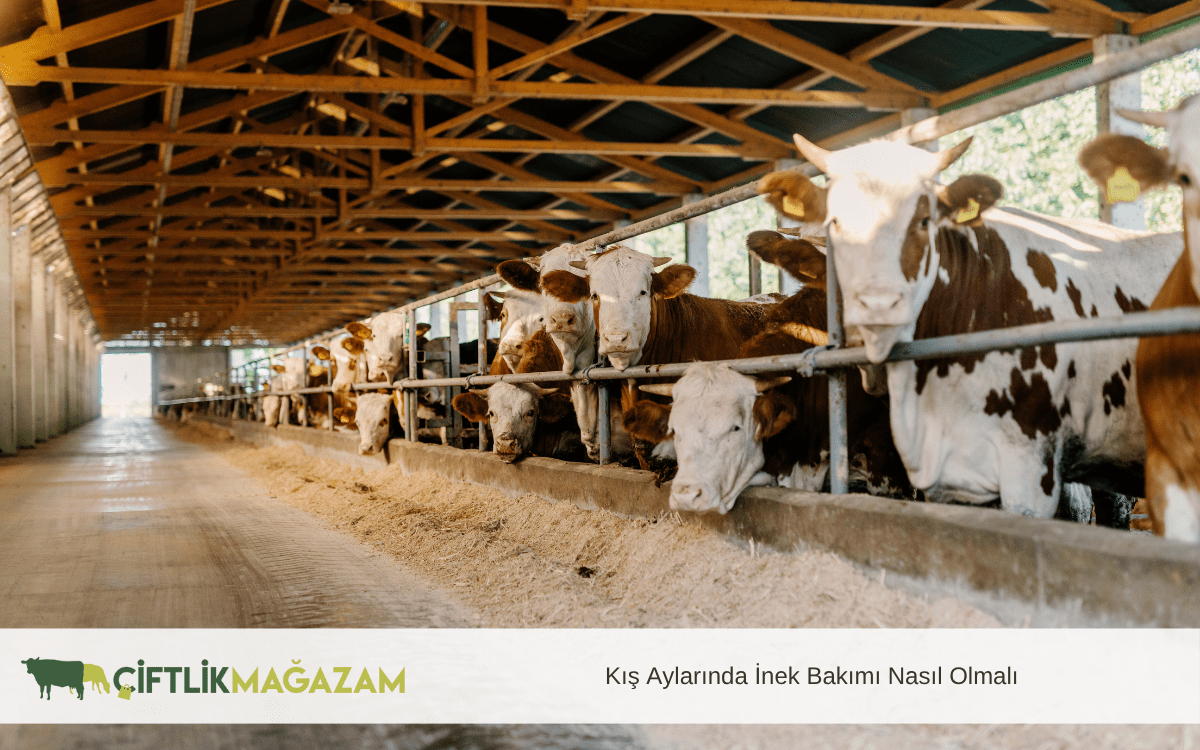 kış aylarında inek bakımı