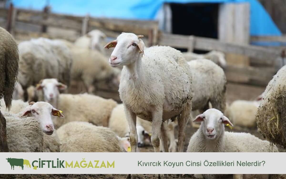 kıvırcık koyun