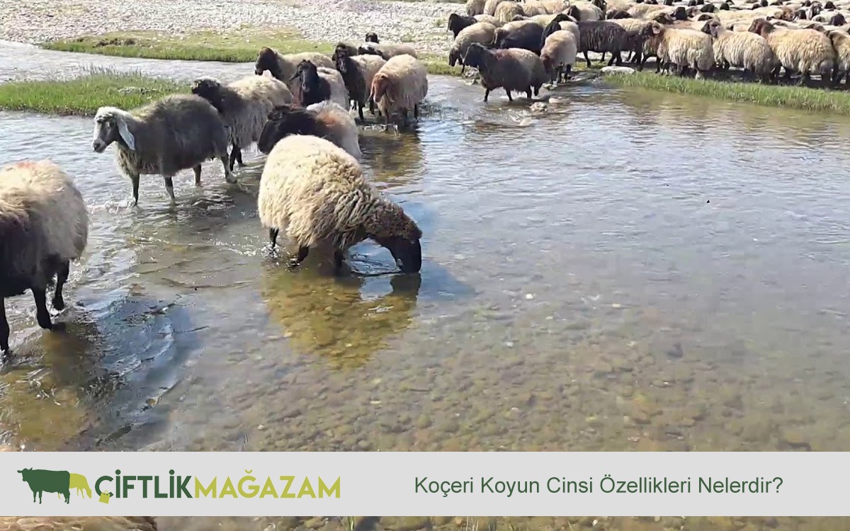koçeri koyun