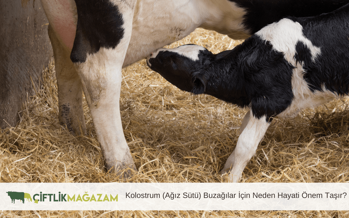 kolostrum ağız sütü