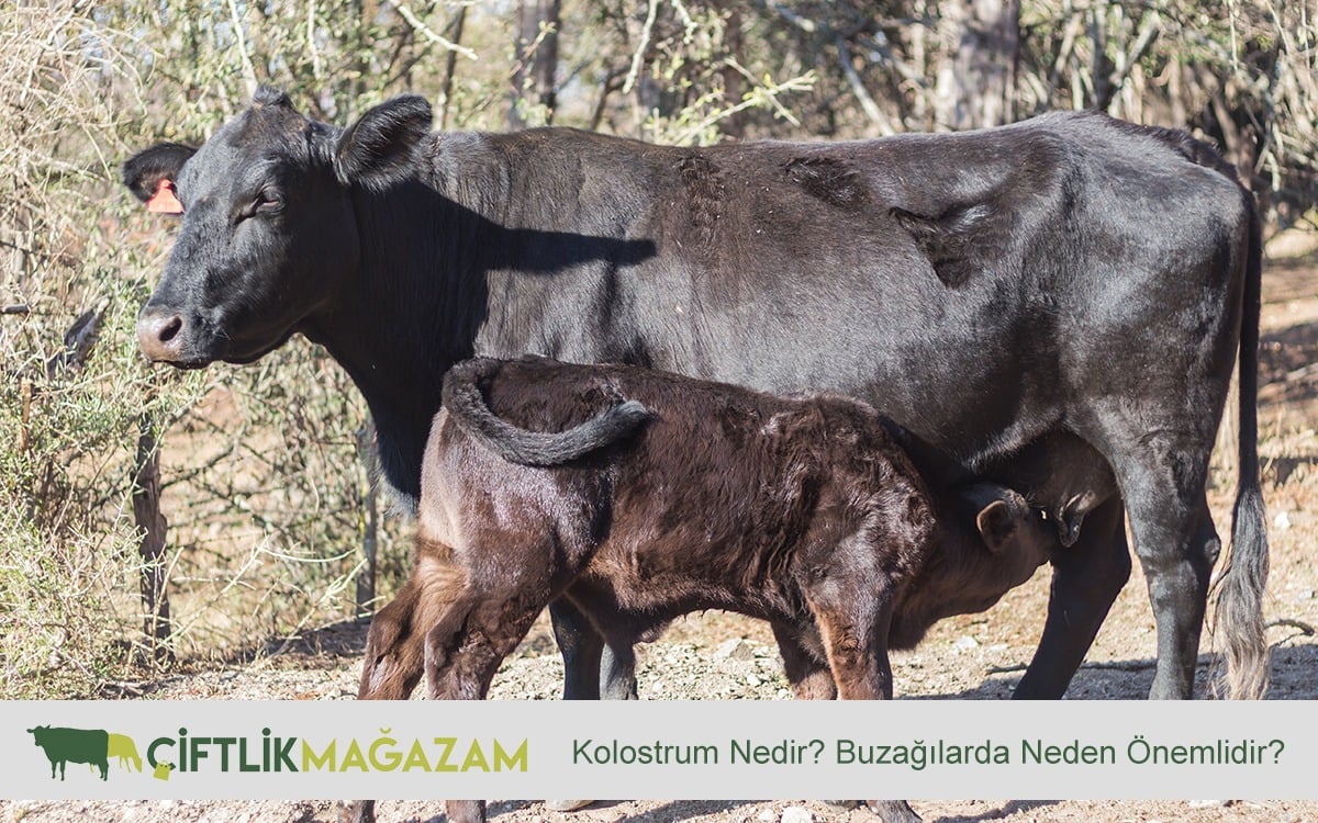 kolostrum nedir