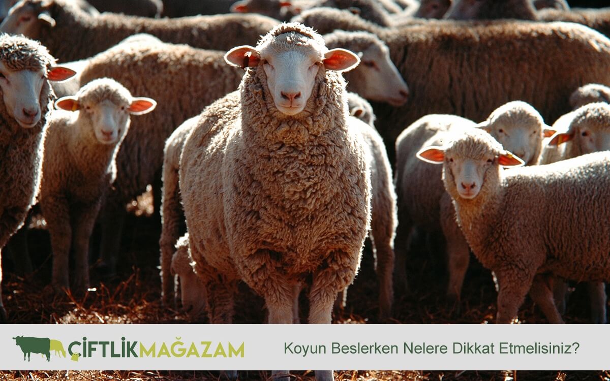 koyun beslemesi