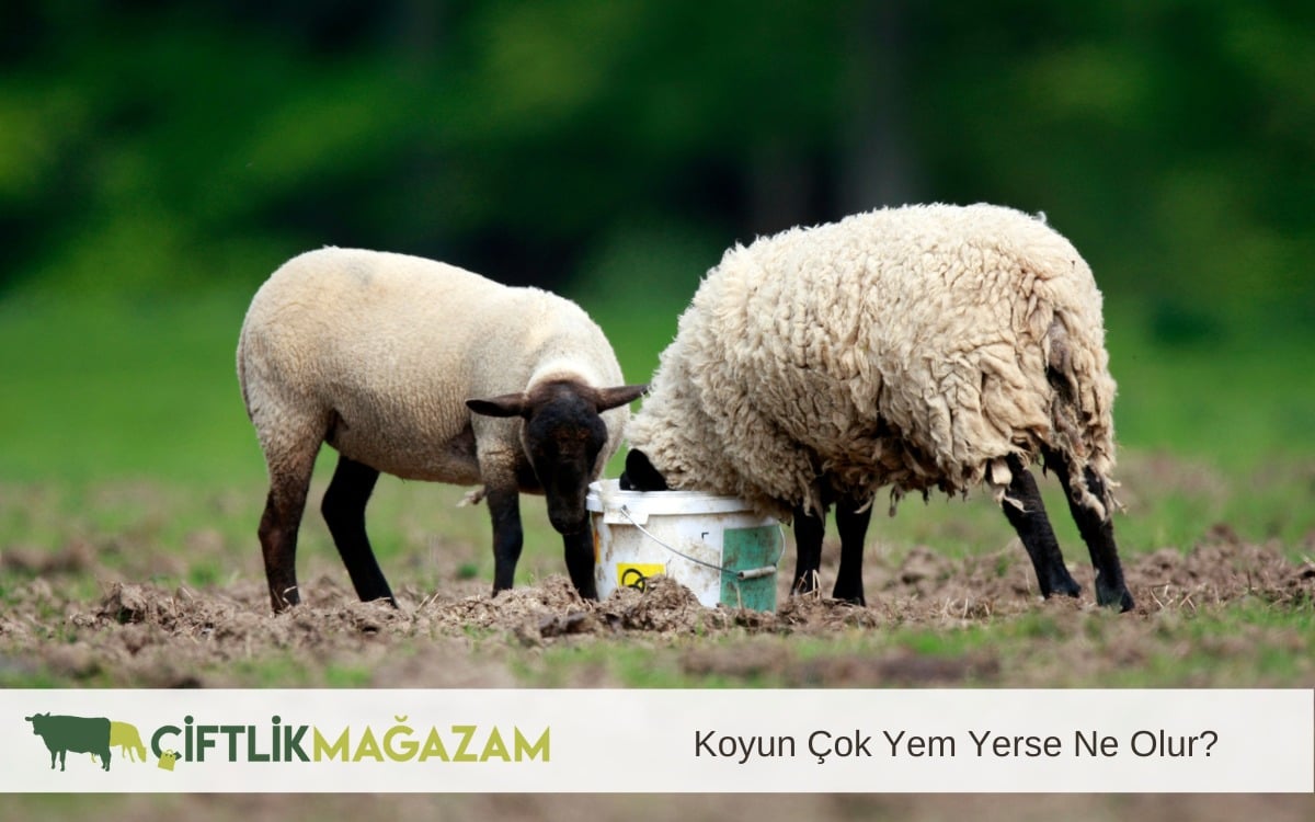 koyun çok yem yerse