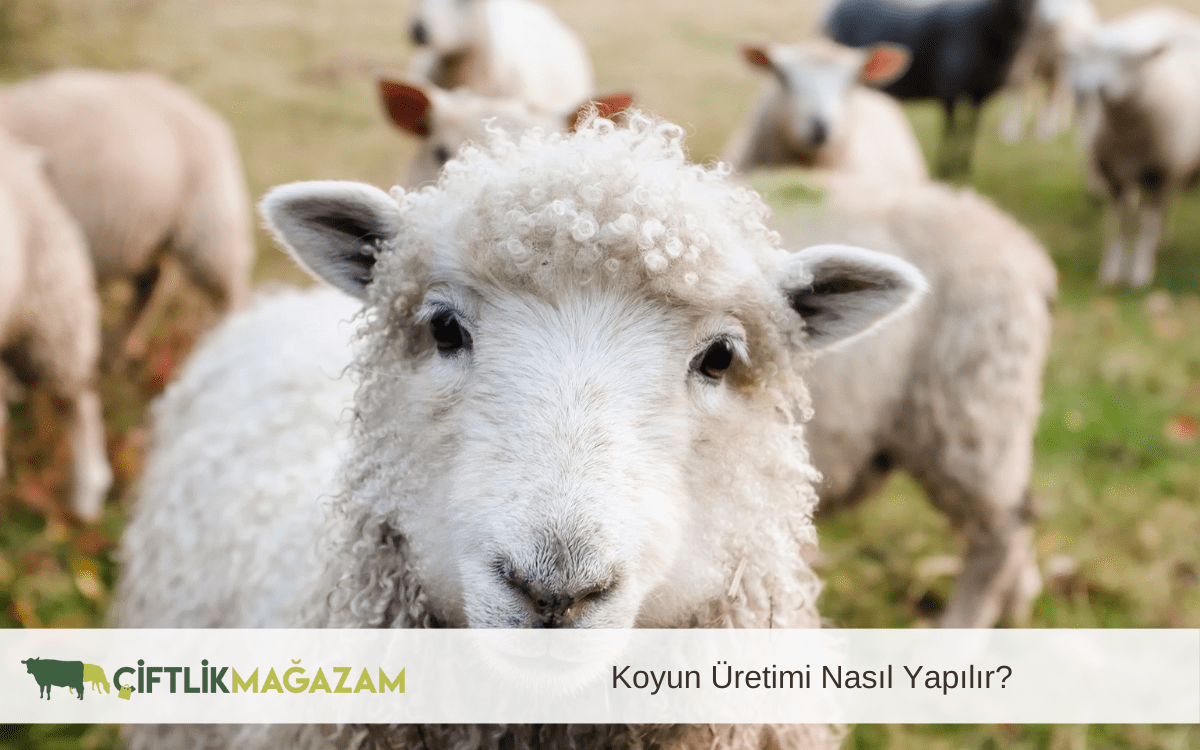 koyun üretimi