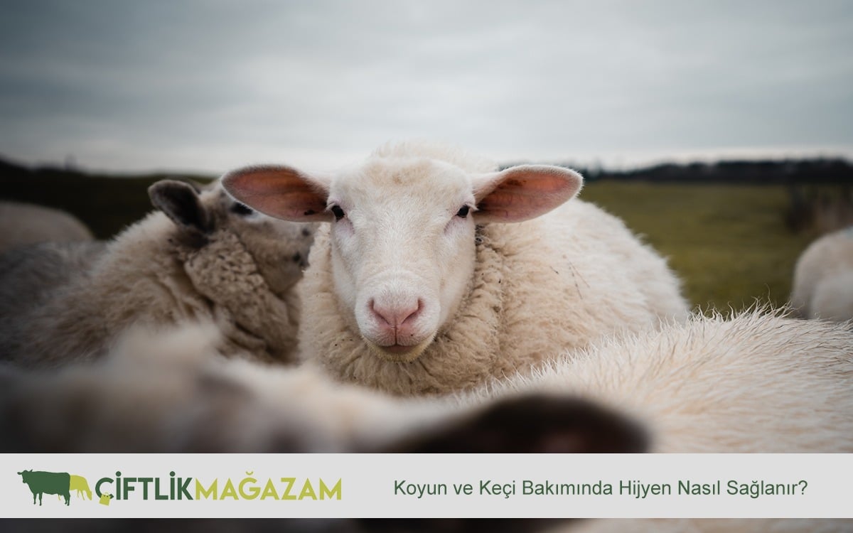 koyun ve keçi