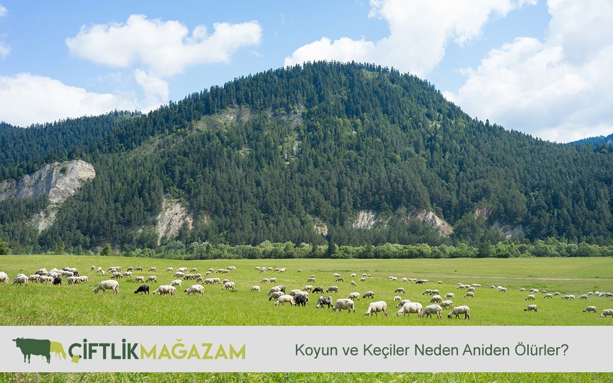koyun ve keçi