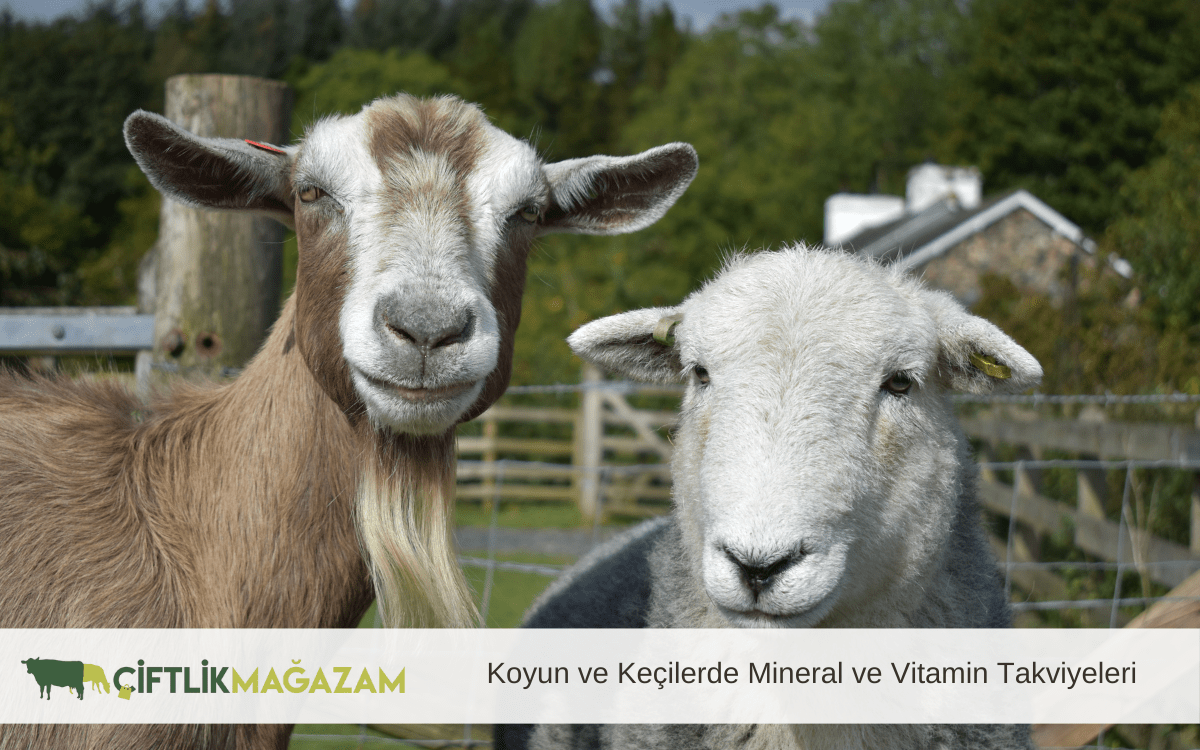 koyun ve keçilerde mineral ve vitamin takviyeleri