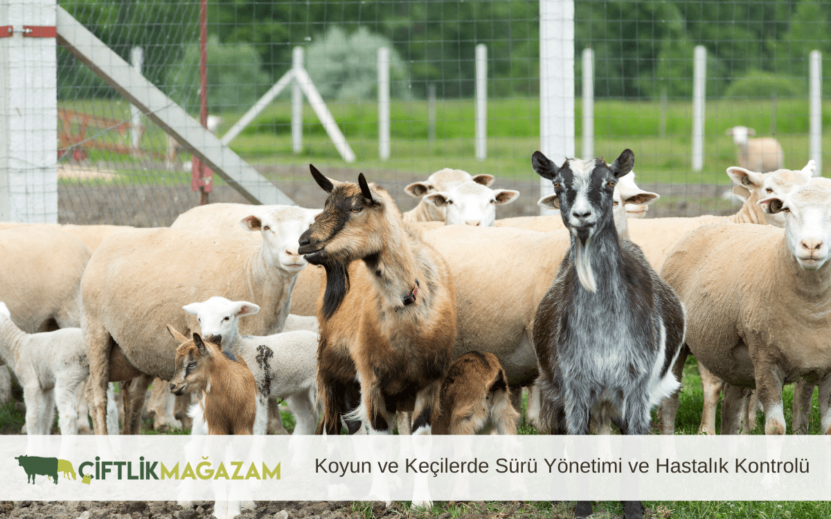 koyun ve keçilerde sürü yönetimi