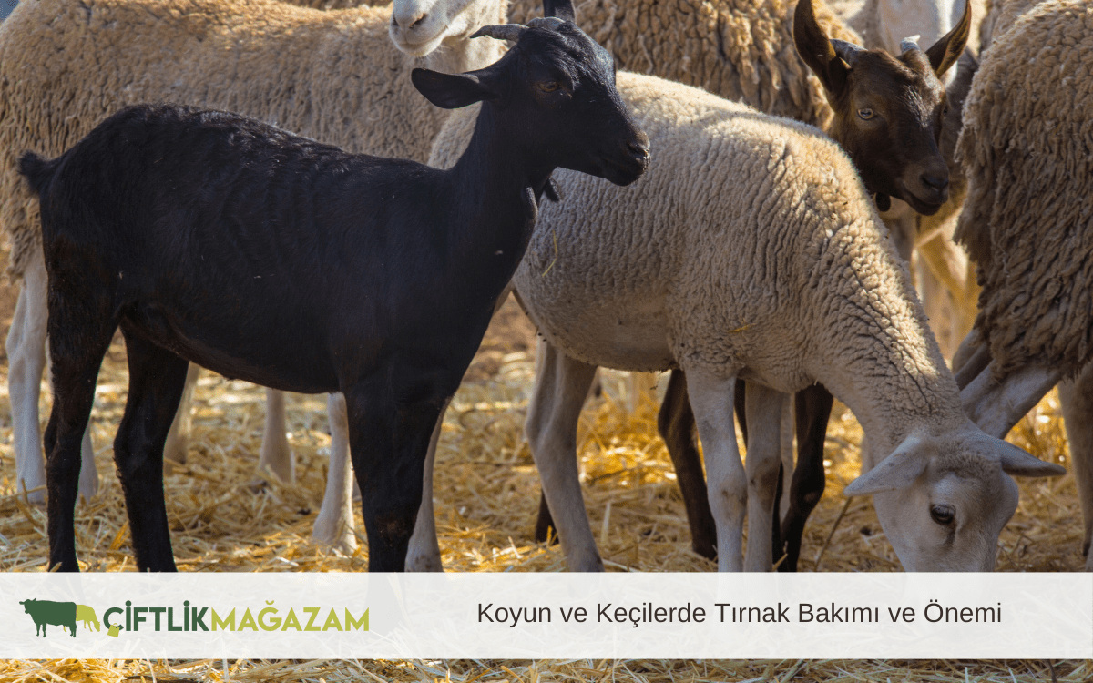 koyun ve keçilerde tırnak bakımı