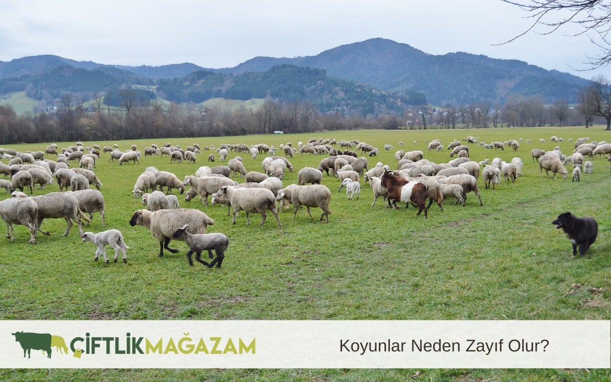 koyunlar