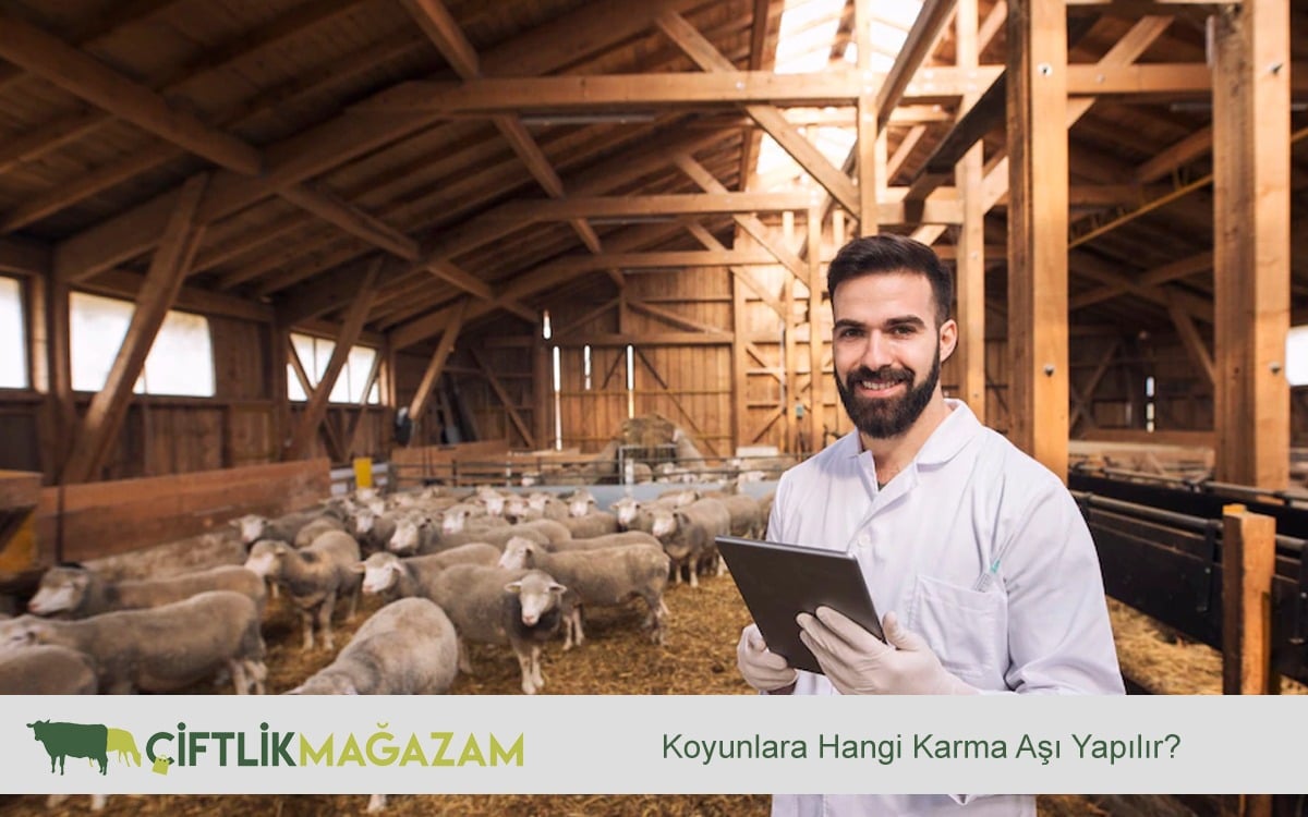 koyunlara hangi karma aşı yapılır