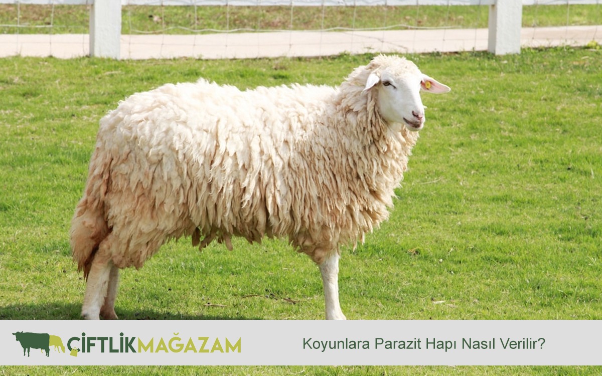 koyunlara parazit hapı nasıl verilir