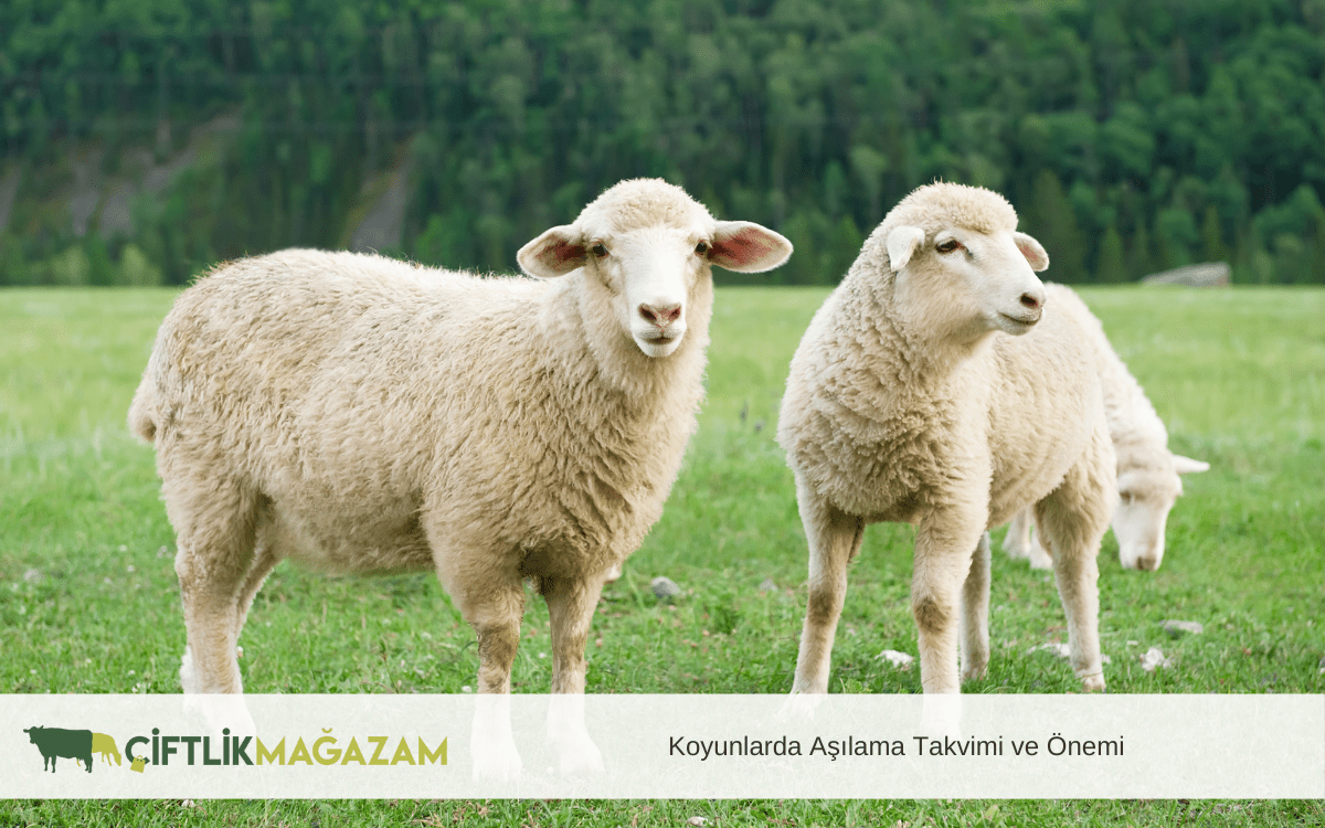 koyunlarda aşılama takvimi