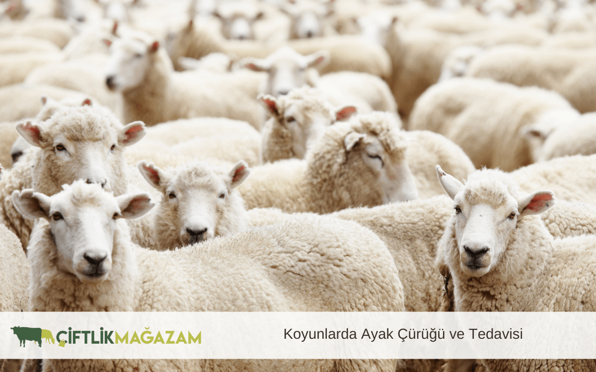 koyunlarda ayak çürüğü