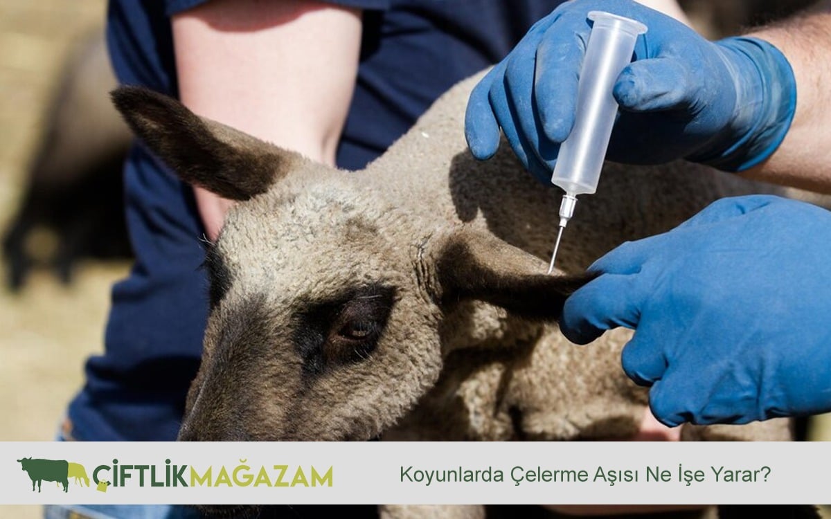 koyunlarda çelerme aşısı