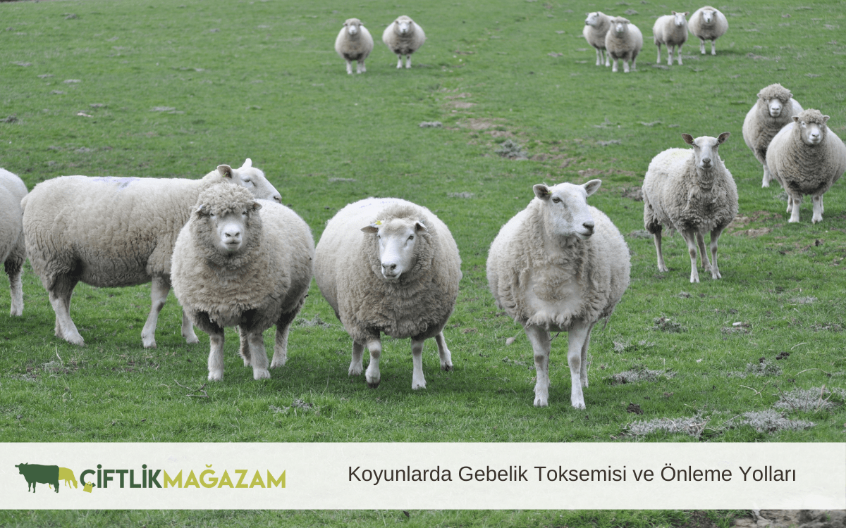 koyunlarda gebelik toksemisi