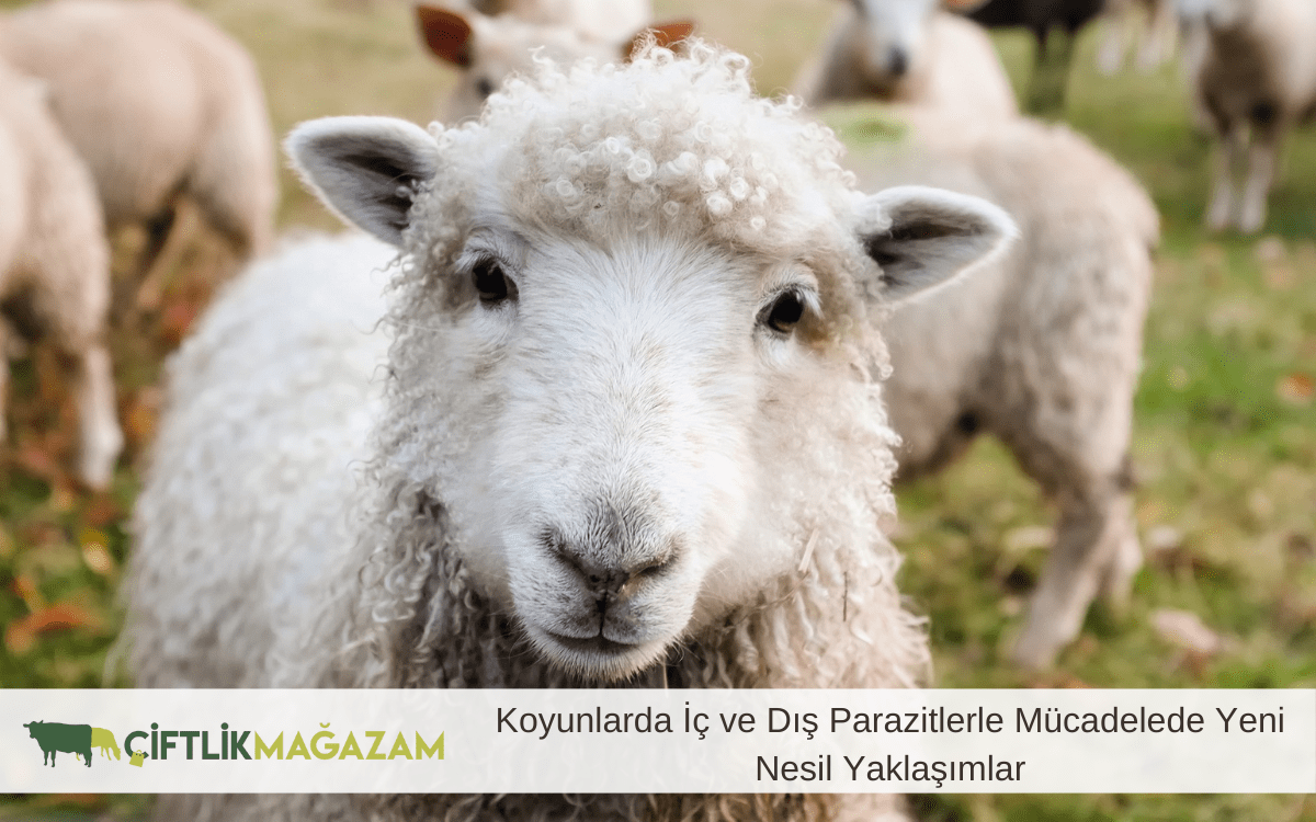 koyunlarda iç ve dış parazitlerle mücadele