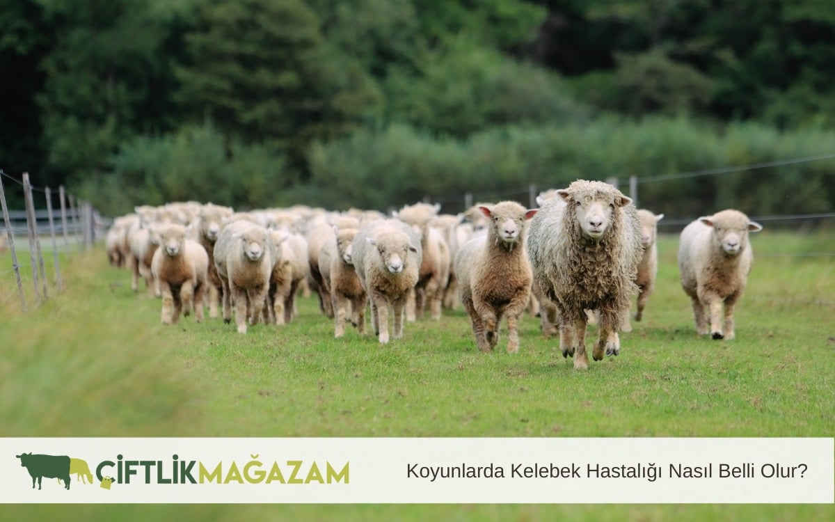koyunlarda kelebek hastalığı