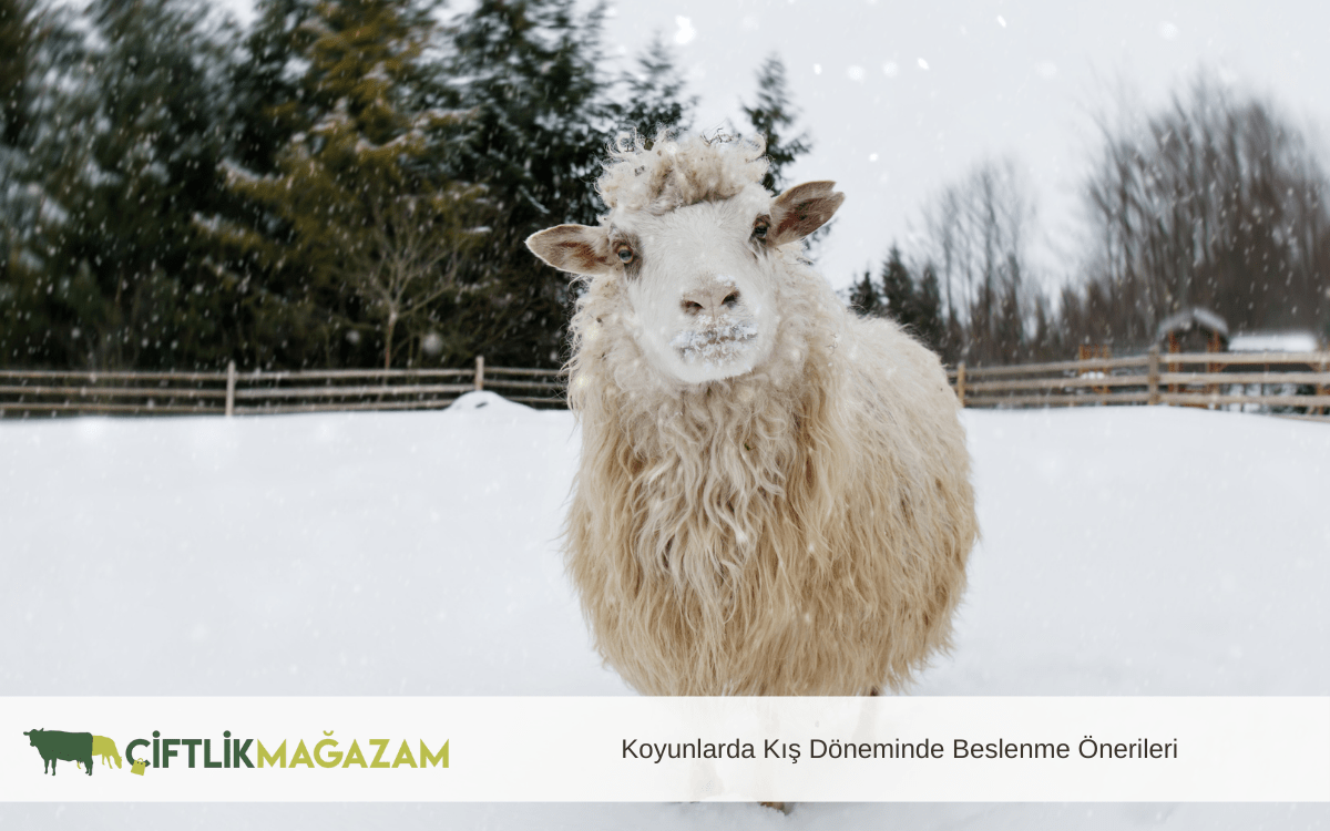 koyunlarda kış döneminde beslenme