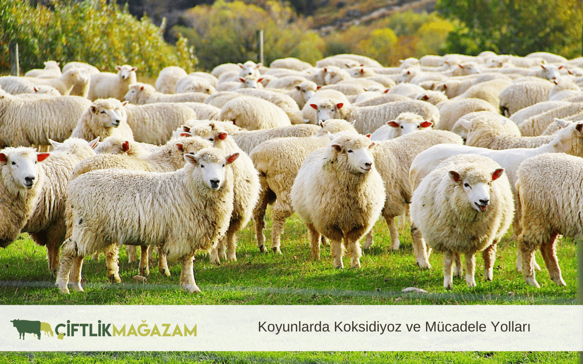 koyunlarda koksidiyoz ve mücadele