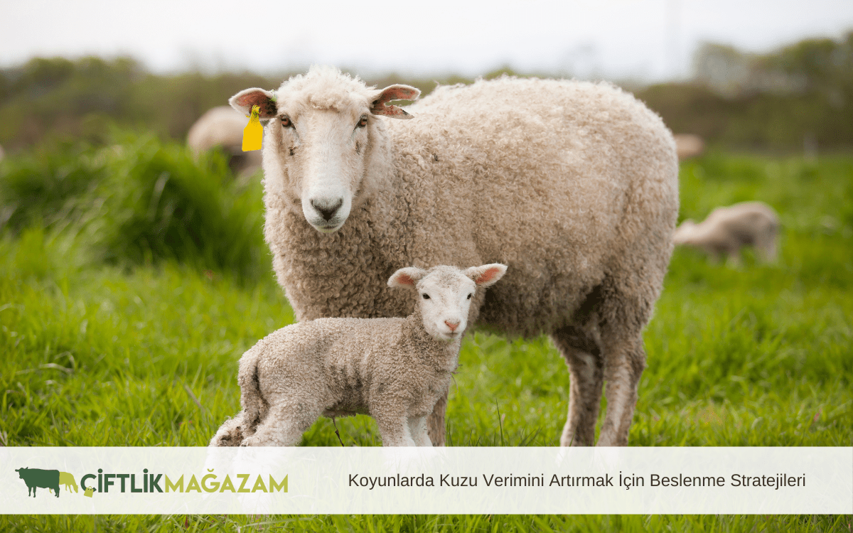 koyunlarda kuzu verimini artırmak için beslenme