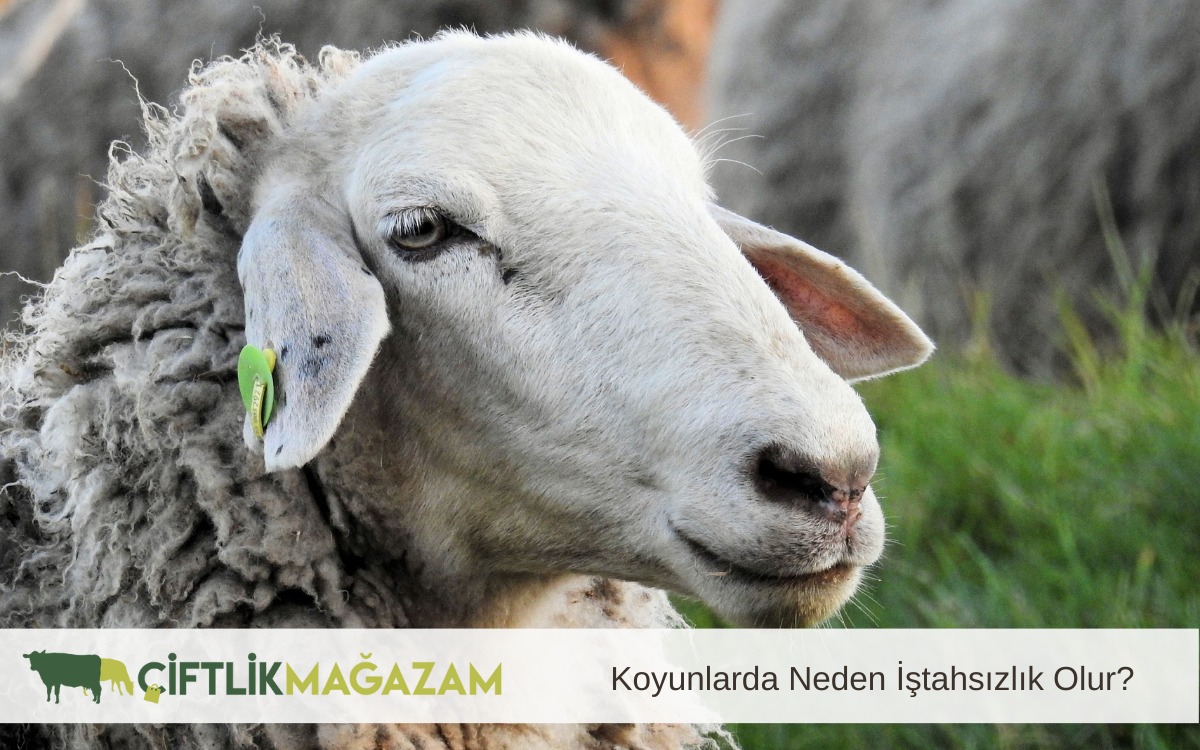 koyunlarda iştahsızlık