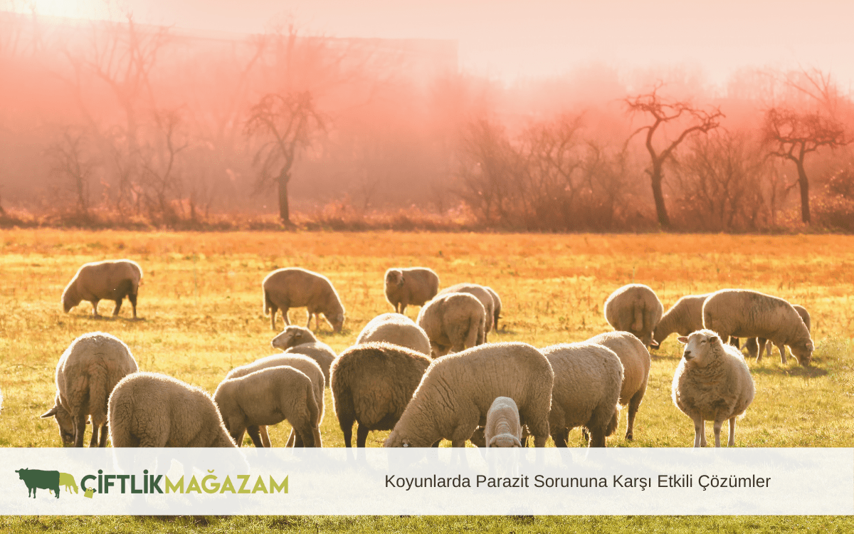 koyunlarda parazit sorununa karşı etkili çözümler