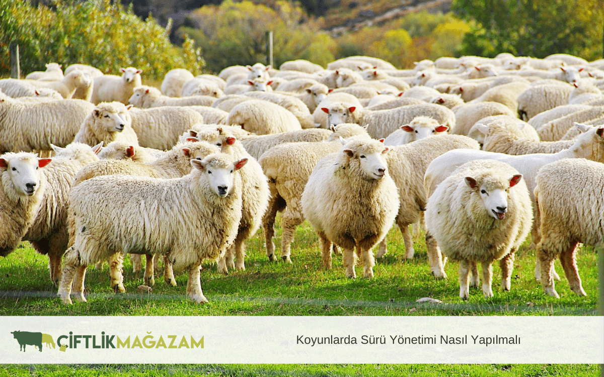 koyunlarda sürü yönetimi
