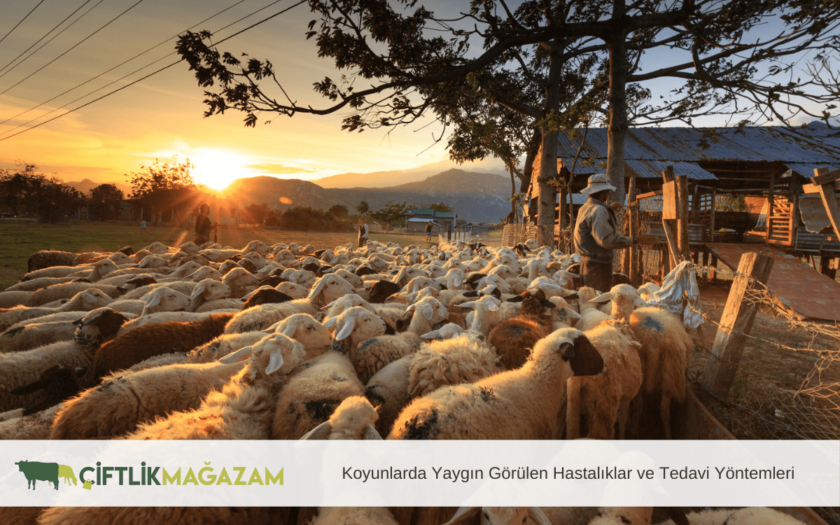 koyunlarda yaygın görülen hastalıklar