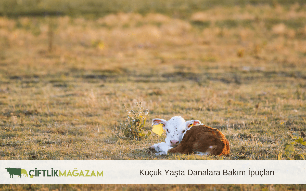 küçük yaşta danalara bakım