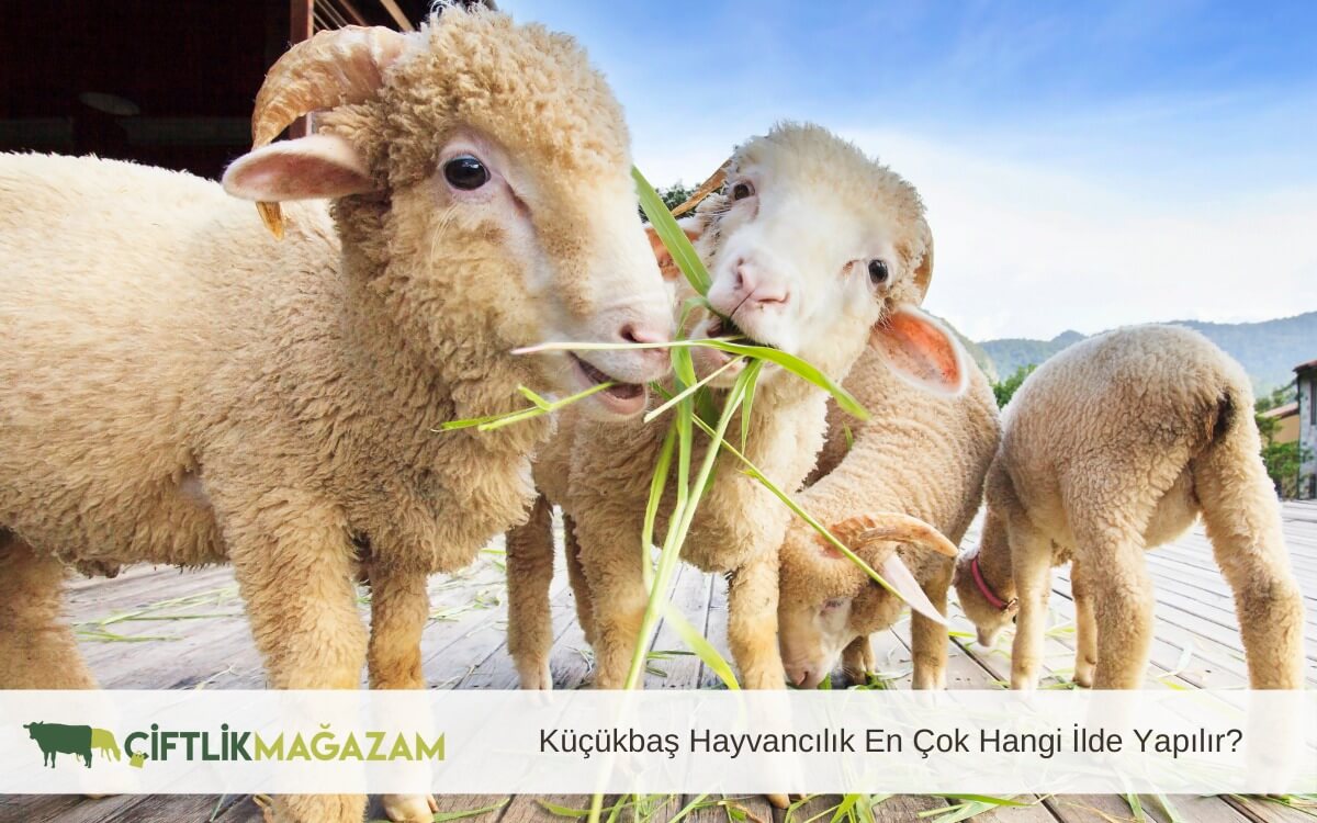 küçükbaş hayvancılık en çok hangi ilde