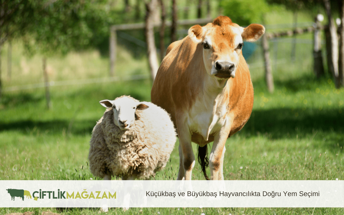 küçükbaş ve büyükbaş hayvancılıkta doğru yem seçimi