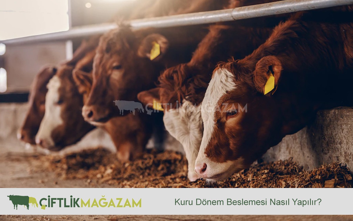 kuru dönem beslemesi