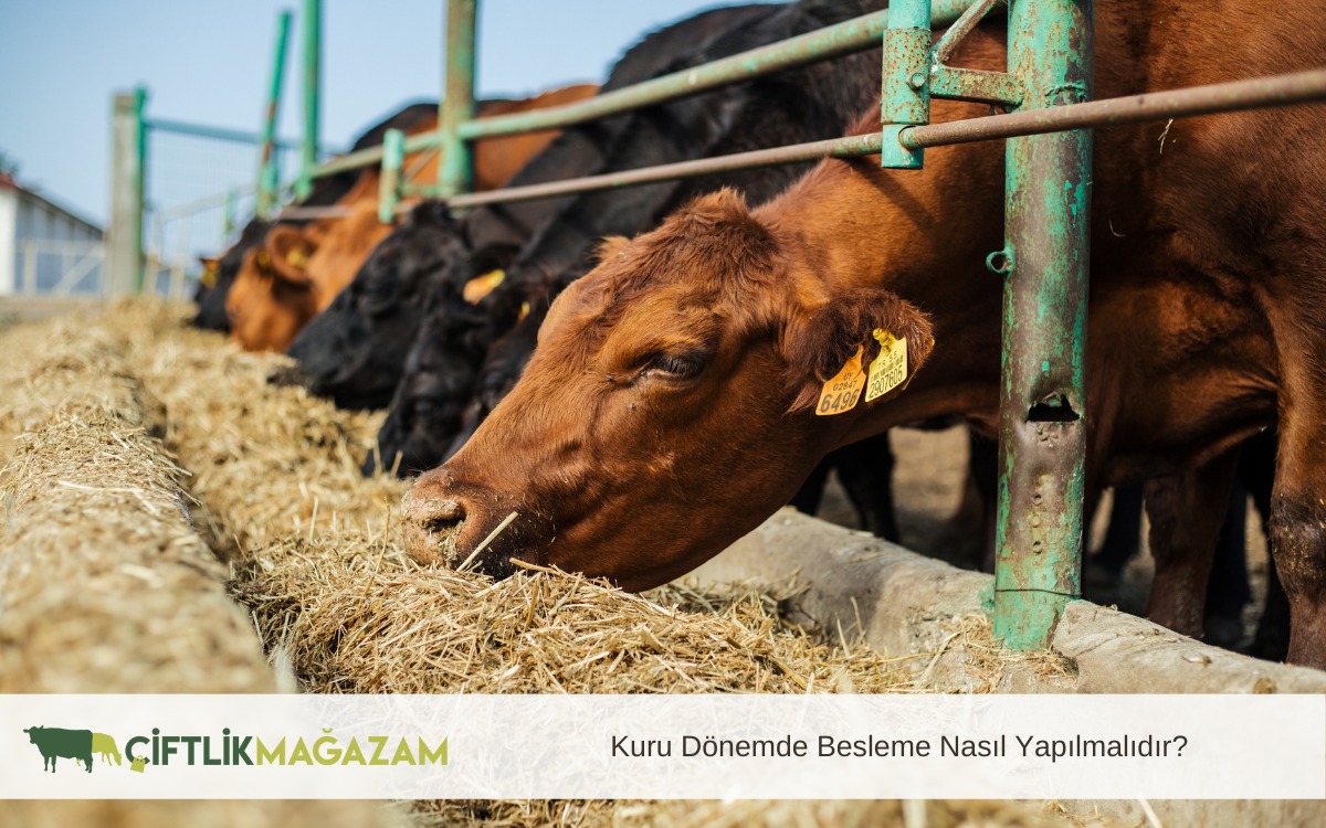 kuru dönemde besleme