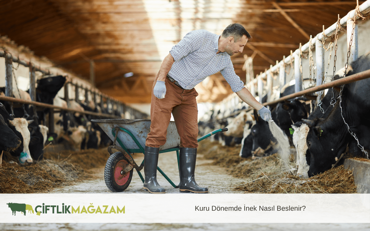 kuru dönemde inek nasıl beslenir