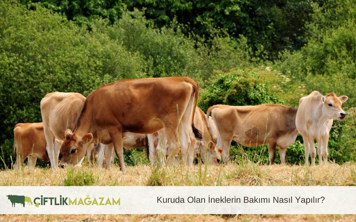 kuruda olan ineklerin bakımı