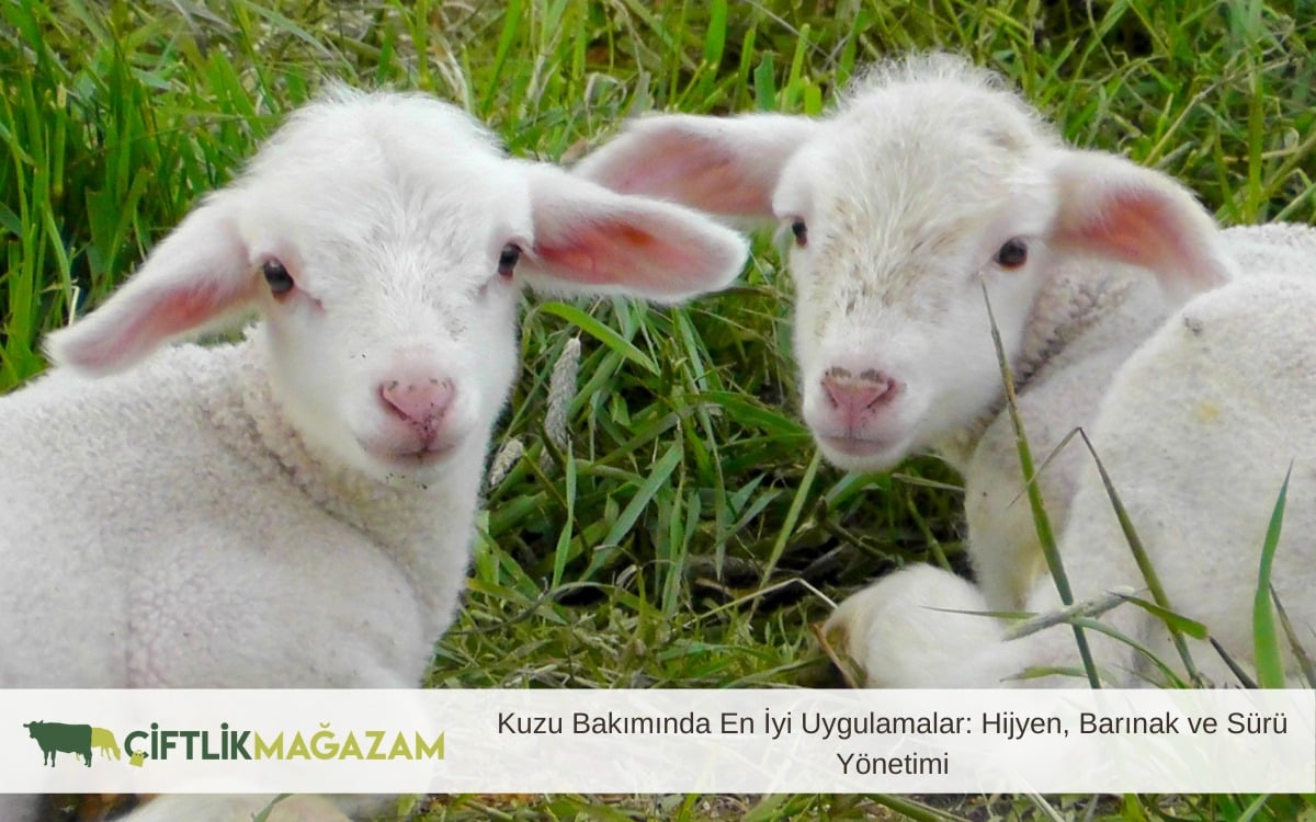 kuzu bakımı