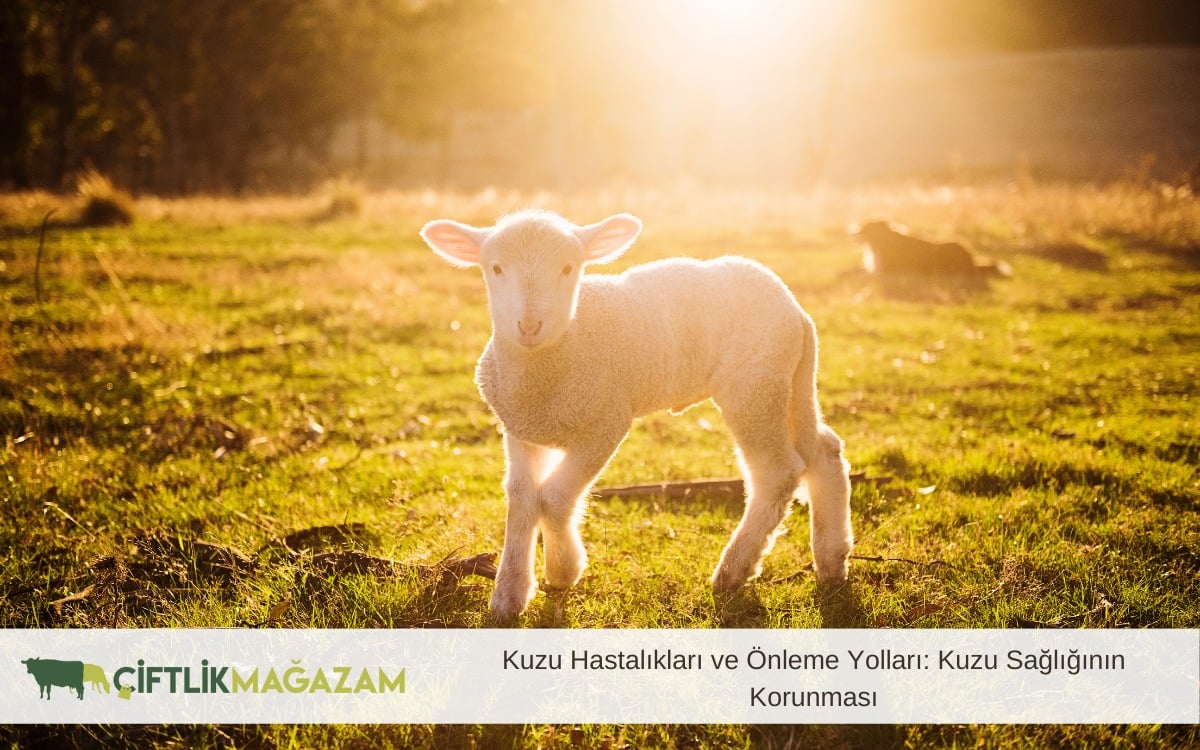 Kuzu Hastalıkları