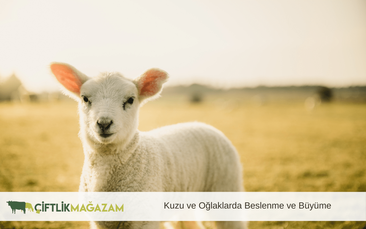 kuzu ve oğlaklarda beslenme